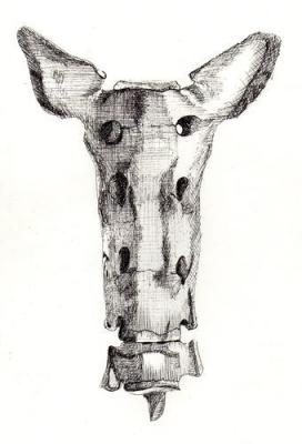 Sacrum